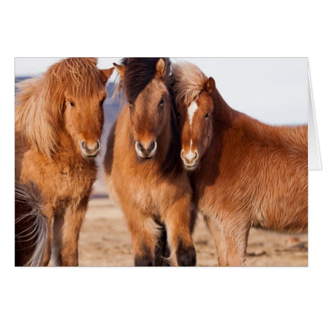 Cheval islandais en hiver (Devant horizontal)