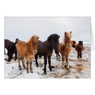 Cheval islandais en hiver en Islande