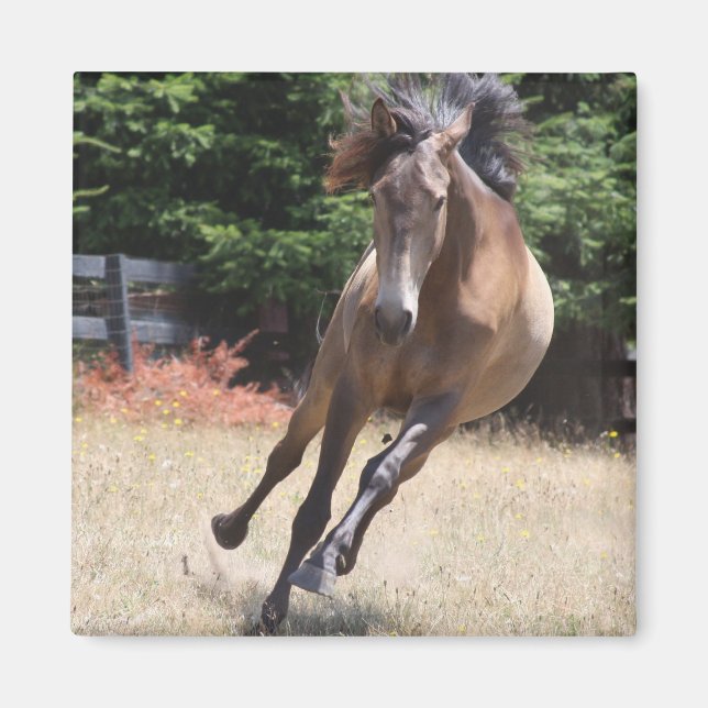 Cheval Lusitan à Liberté Magnet (Devant)