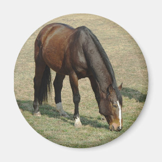 Cheval - Magnet