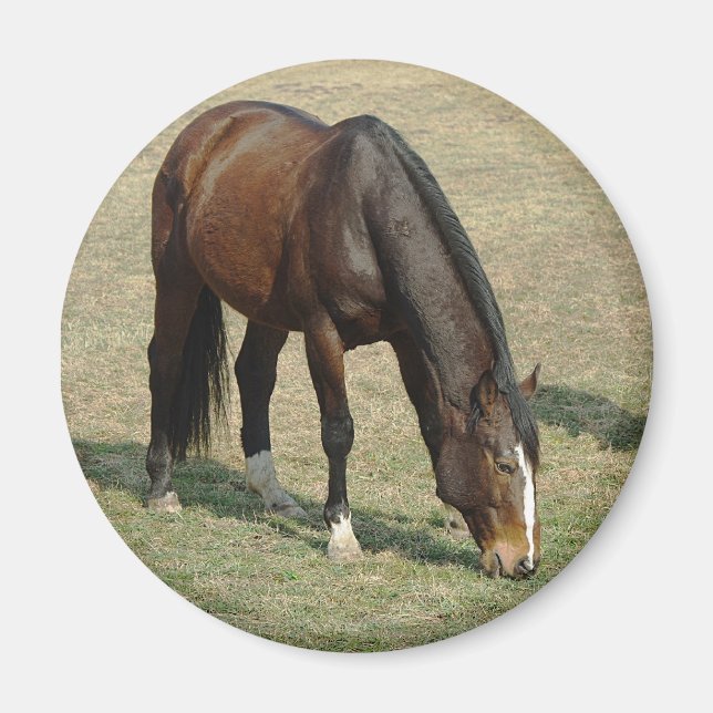 Cheval - Magnet (Devant)