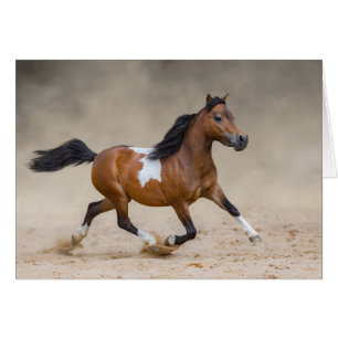 Cheval Miniature Américain Skewbald Courant Dans L