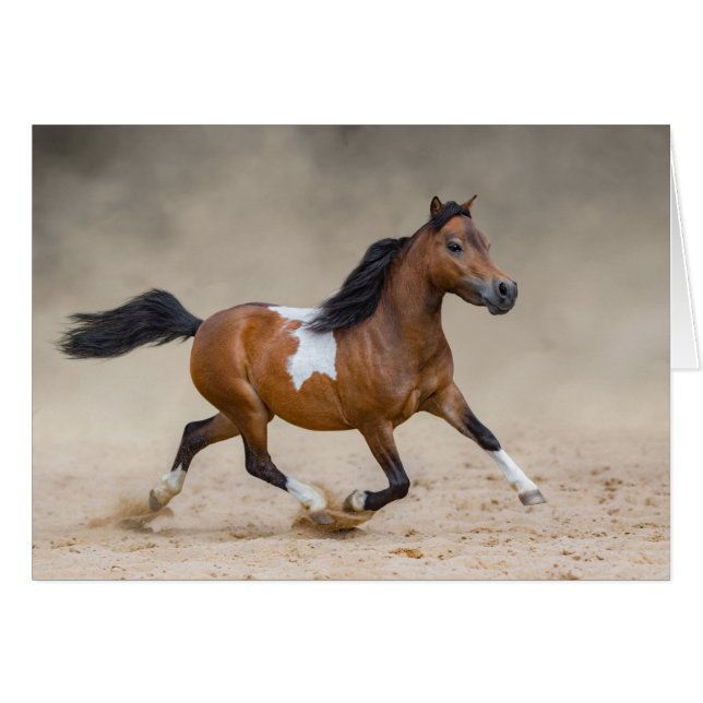 Cheval Miniature Américain Skewbald Courant Dans L (Devant horizontal)