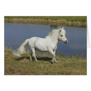 Cheval Miniature Courant Près De L'Eau