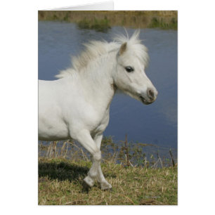 Cheval Miniature Courant Près De L'Eau