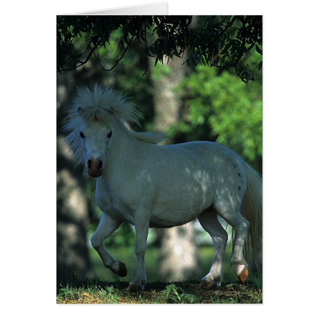 Cheval miniature debout dans les arbres (Devant)