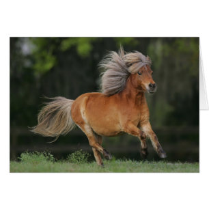 Cheval Miniature En Course