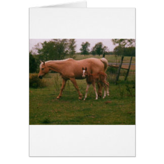 Cheval Moma et cheval bébé