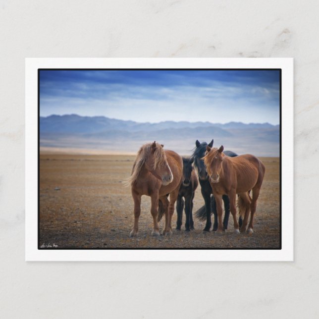 Cheval mongol sauvage, Gobi Desert Cartes postales (Devant)