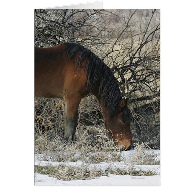 Cheval Mustang sauvage dans la neige 1 (Devant)