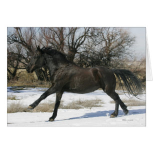 Cheval Mustang sauvage dans la neige 2