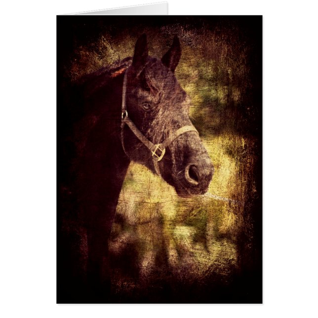 Cheval noir (Devant)