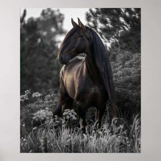 Cheval noir blanc Photo moderne Poster (Devant)