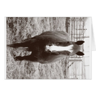 Cheval noir et blanc