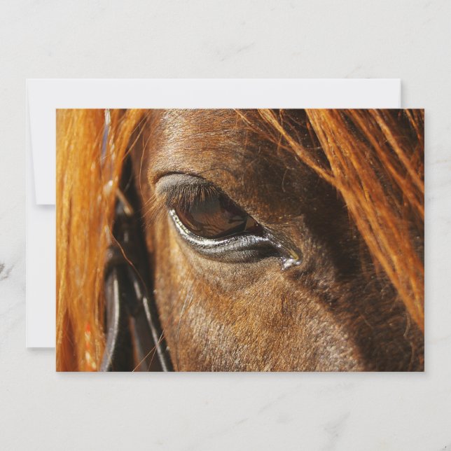 Cheval oeil (Devant)