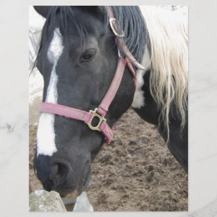 Cheval Paint Pinto