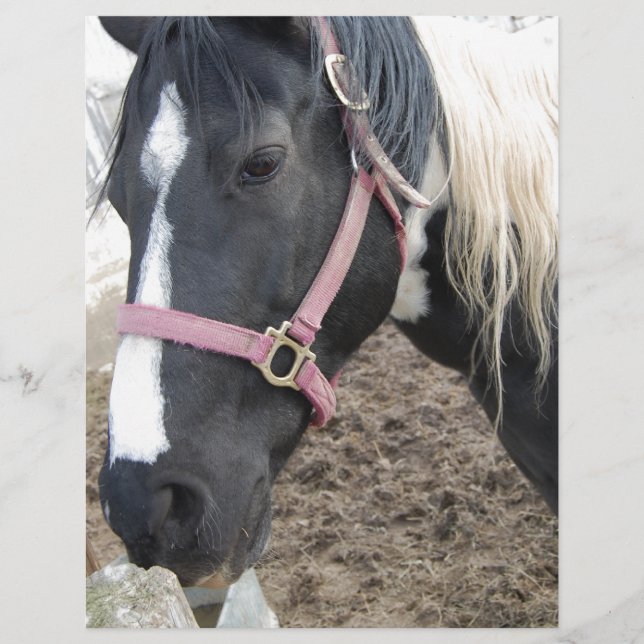Cheval Paint Pinto (Devant)