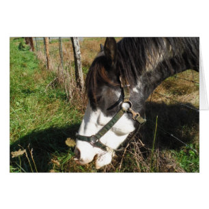 Cheval Peint, Manger Reine Ann Fleur dentelle