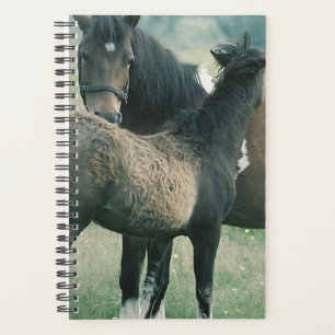 Cheval Photo Equine Mare Foin