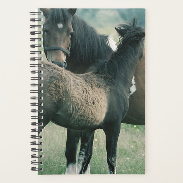 Cheval Photo Equine Mare Foin (Devant)