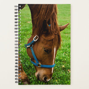 Cheval Photo Pâturage Equine Bande de châtaignie