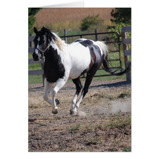 Cheval Pinto Paint (Devant)