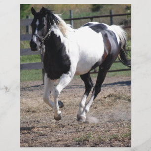 Cheval Pinto Paint