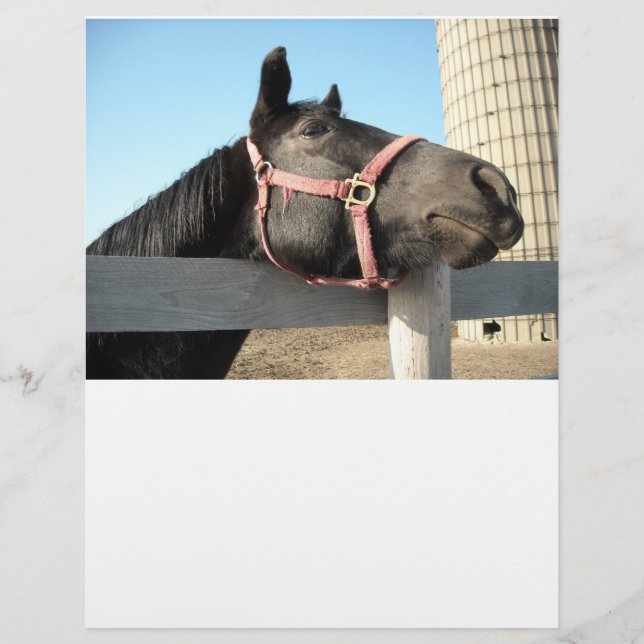 Cheval/Ranch/Grange (Devant)