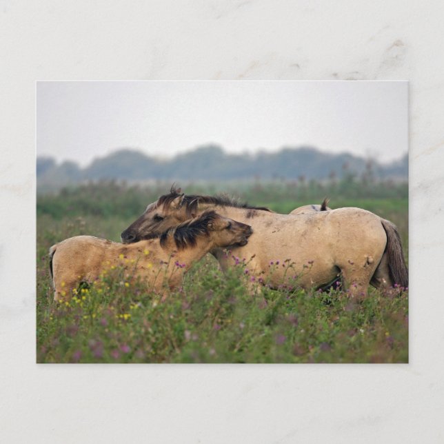 cheval sauvage avec carte postale de poulain (Devant)