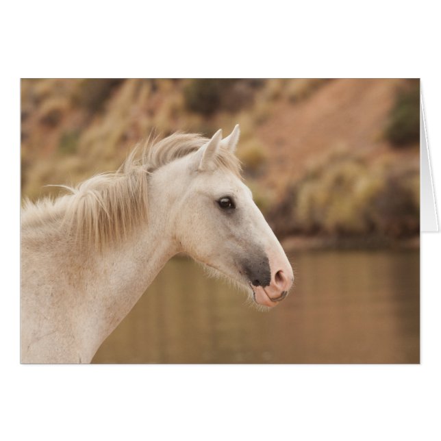 Cheval sauvage blanc (Devant horizontal)