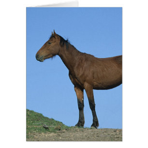 Cheval sauvage Mustang