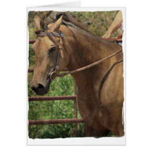 Cheval Western Buckskin