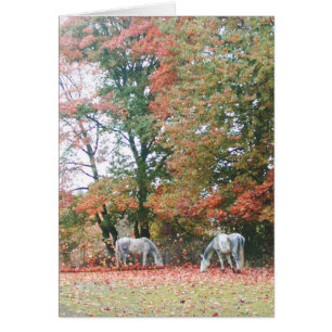 Chevaux Arabes Chas et Chiaro