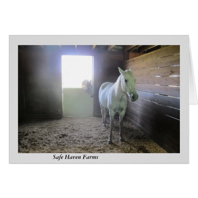 Chevaux au repos aux fermes d'asile sûr (Devant horizontal)