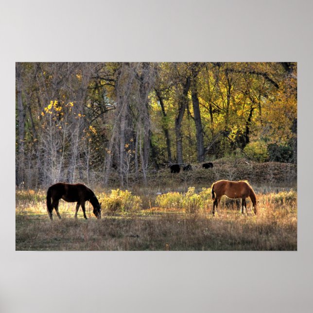 Chevaux avec ours en Arrière - plan Photo Poster (Devant)