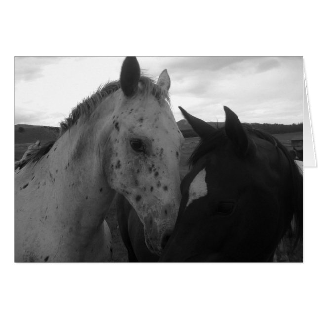Chevaux - beautés du Colorado (Devant horizontal)