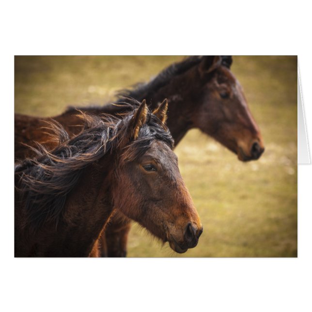 Chevaux Côté À Côté (Devant Horizontal)