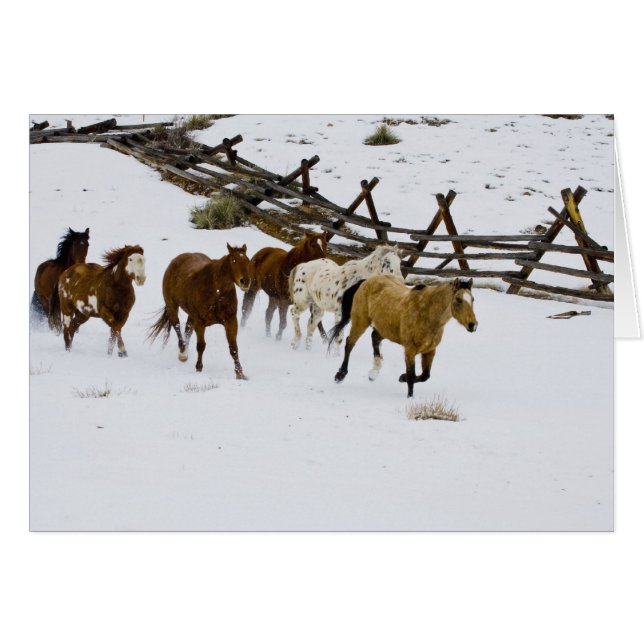 Chevaux courant dans la neige (Devant horizontal)