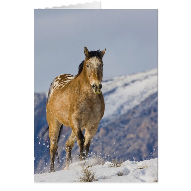Chevaux courant dans la neige (Devant)