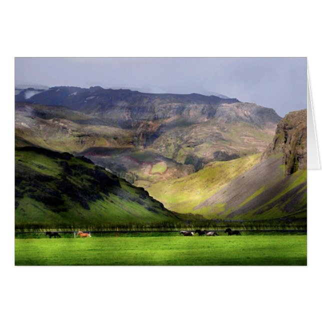 Chevaux de course Islande (Devant horizontal)