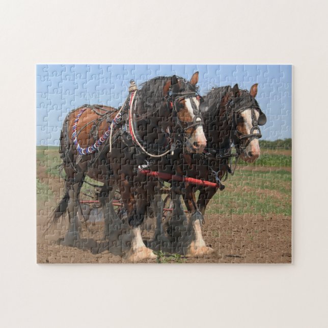 Chevaux de labour Clydesdale. Puzzle (Horizontal)
