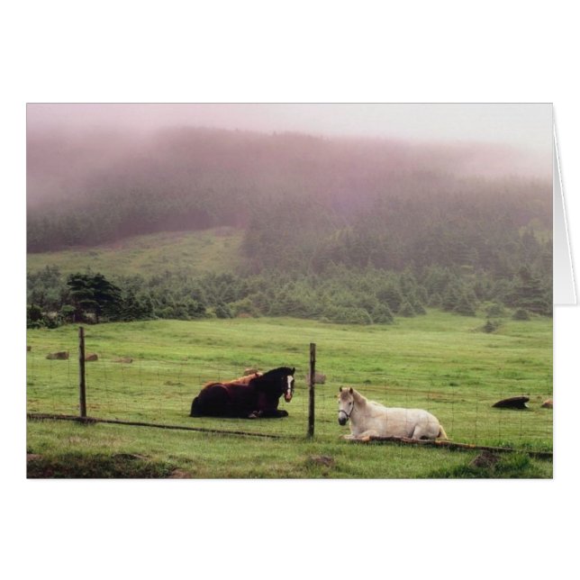 Chevaux de pâturage reposants (Devant horizontal)