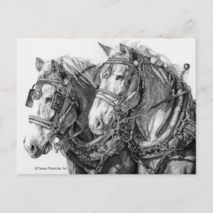 Chevaux de trait dessin carte postale