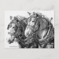 Chevaux de trait tirant une carte postale