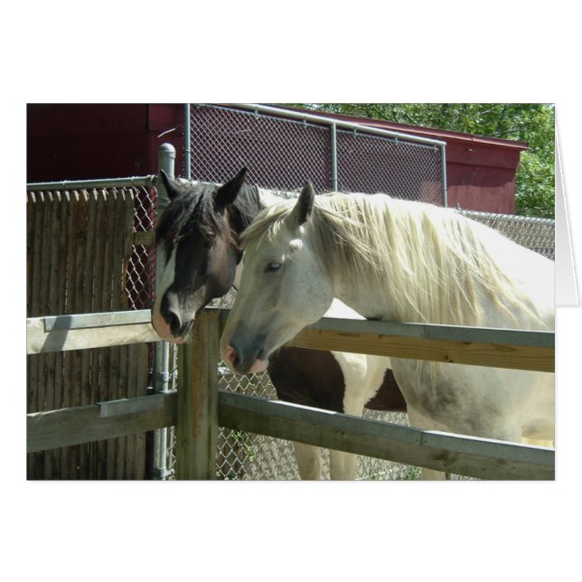 Chevaux d'élevage (Devant horizontal)