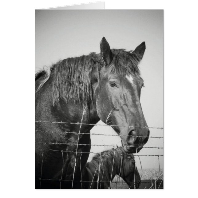 Chevaux derrière la clôture en noir et blanc (Devant)