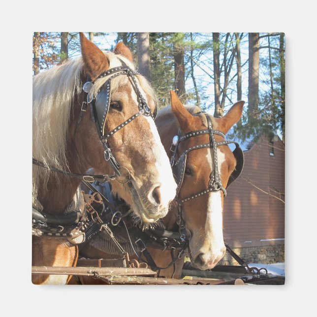 Chevaux d'hiver Sturbridge Village Magnet (Devant)