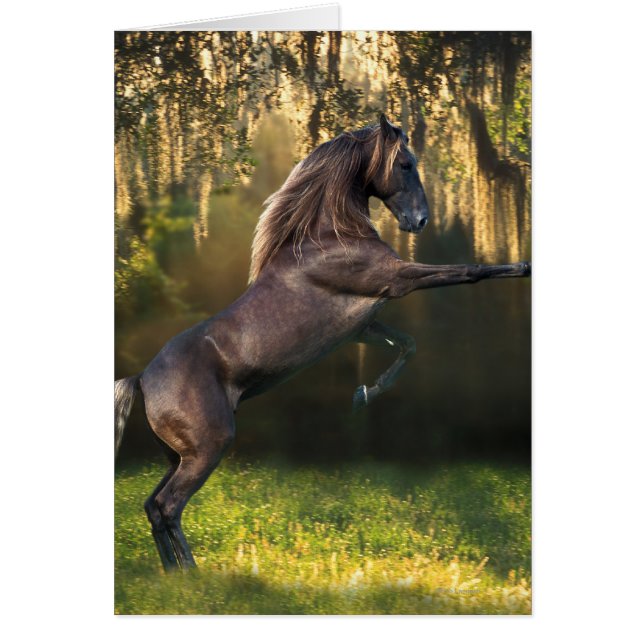 Chevaux d'imaginaire : Prince de guerrier (Devant)