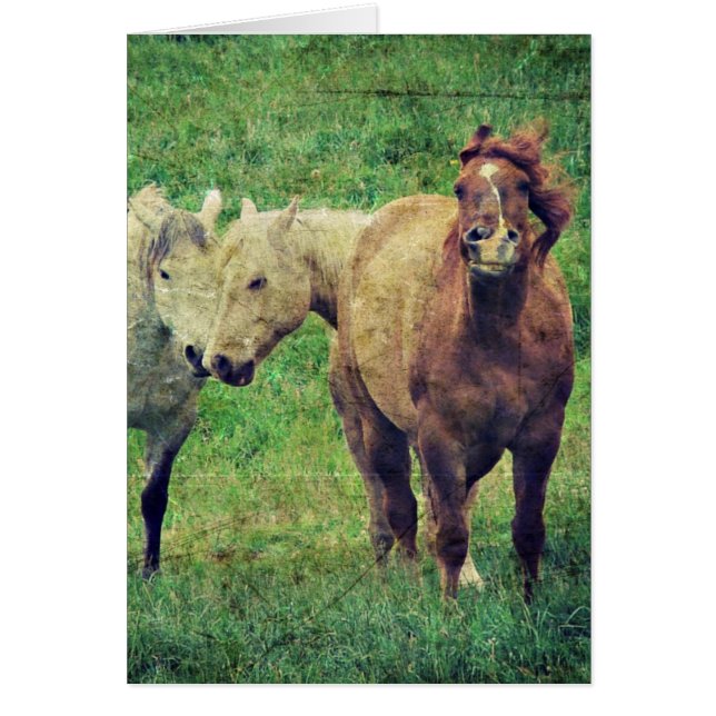 Chevaux drôle (Devant)
