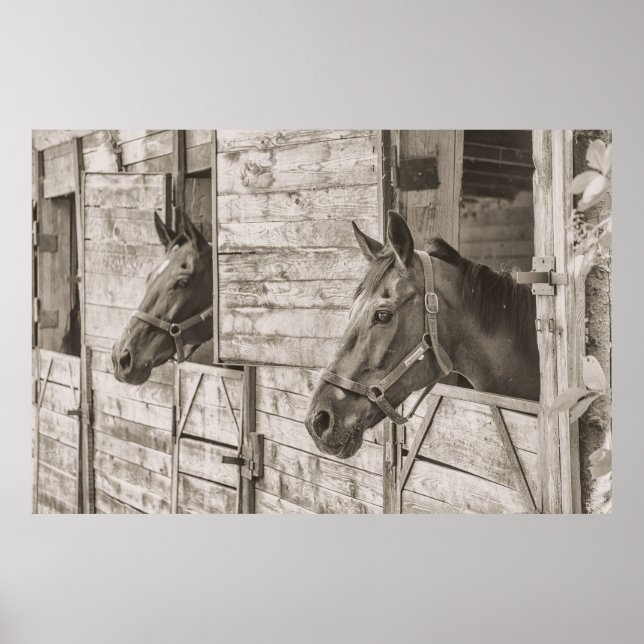 Chevaux en affiche stable (Devant)